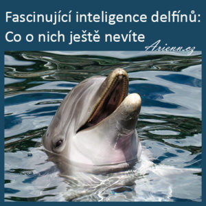Fascinující inteligence delfínů: Co o nich ještě nevíte